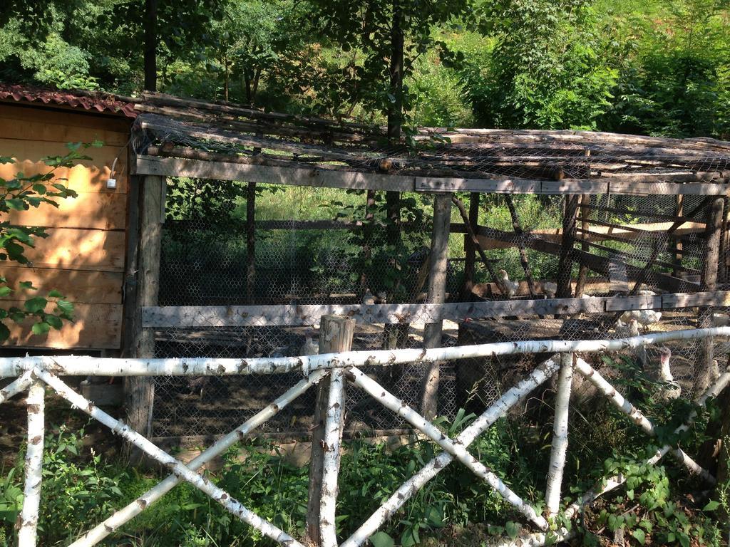 Gasthaus Maria Borlova エクステリア 写真